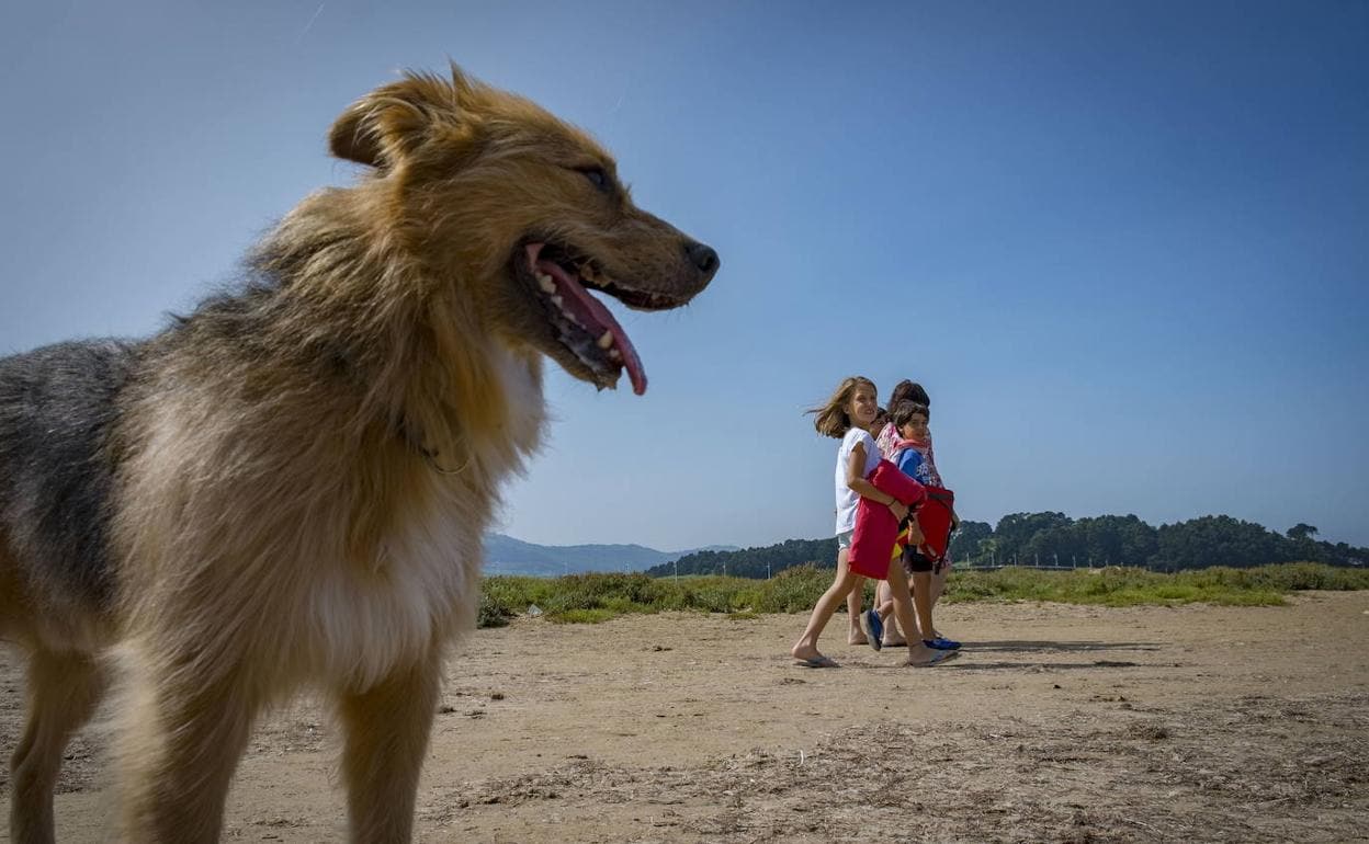 Un perro en la playa de Somo.