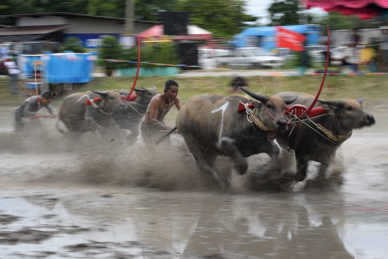 Los búfalos de agua participan en una carrera en Chonburi en el este de Tailandia