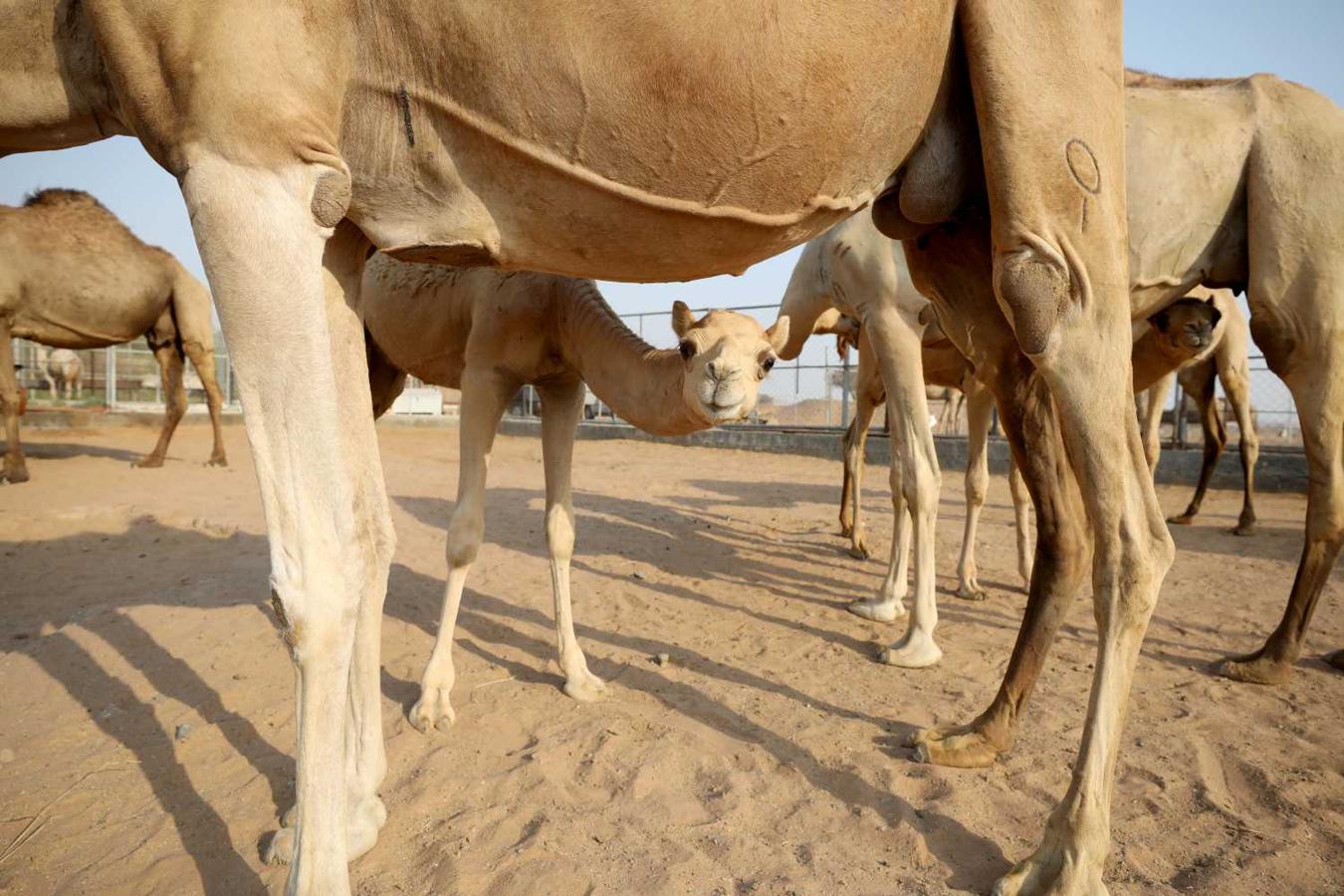 Granja de camellos en Adhen Village, Ras al Khaimah, Emiratos Árabes Unidos