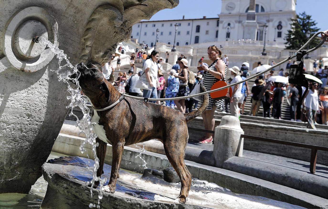 Un perro se refresca en la Plaza Navona en Roma, Italia.