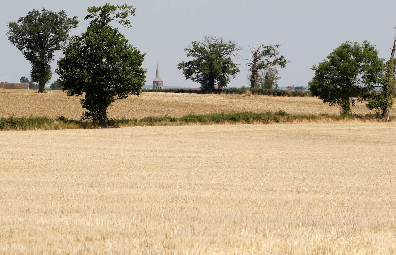 Un prado se seca como consecuencia de las altas temperaturas en Gouzon, Francia.