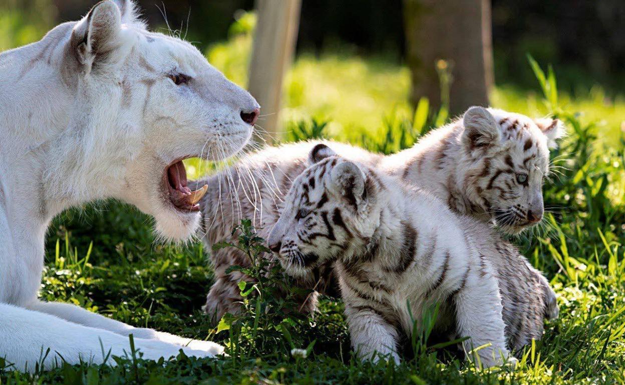 Los dos cachorros de tigre blanco juegan junto a su madre.