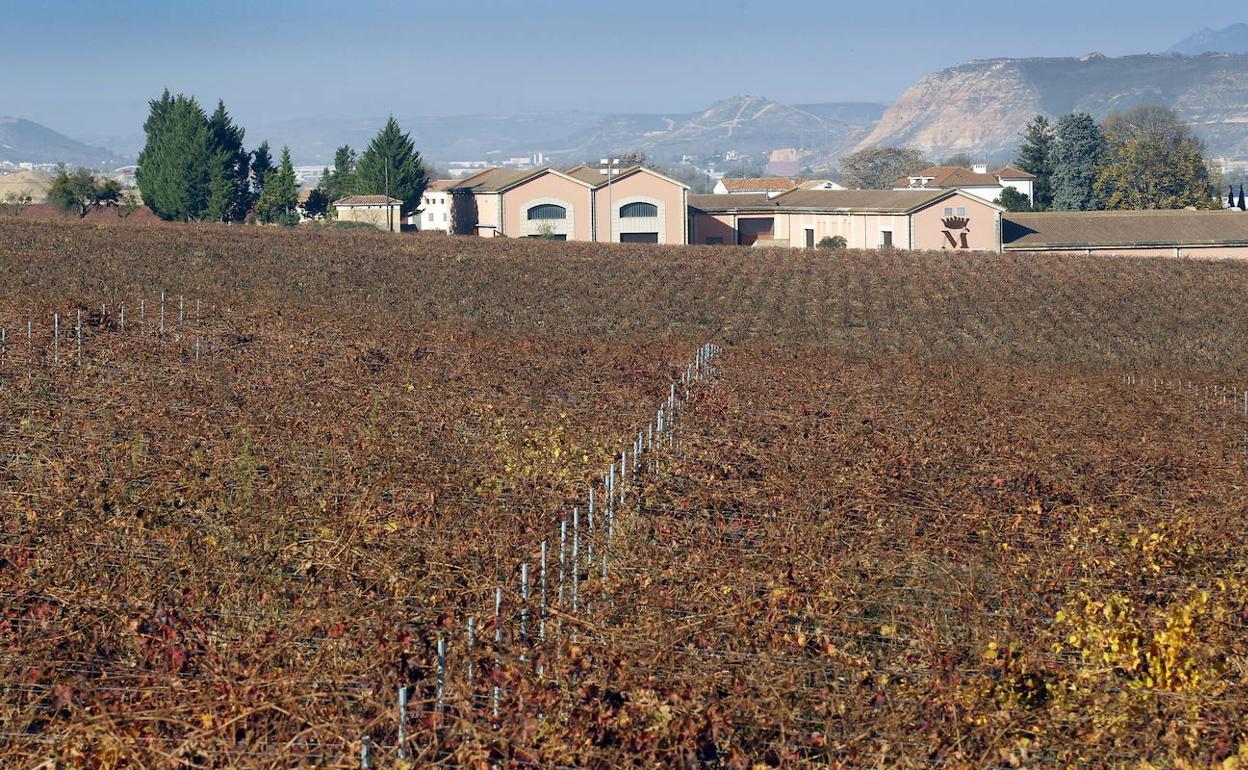El 22% de los viñedos de Marqués de Vargas reconocidos con la distinción de 'Viñedo Singular'