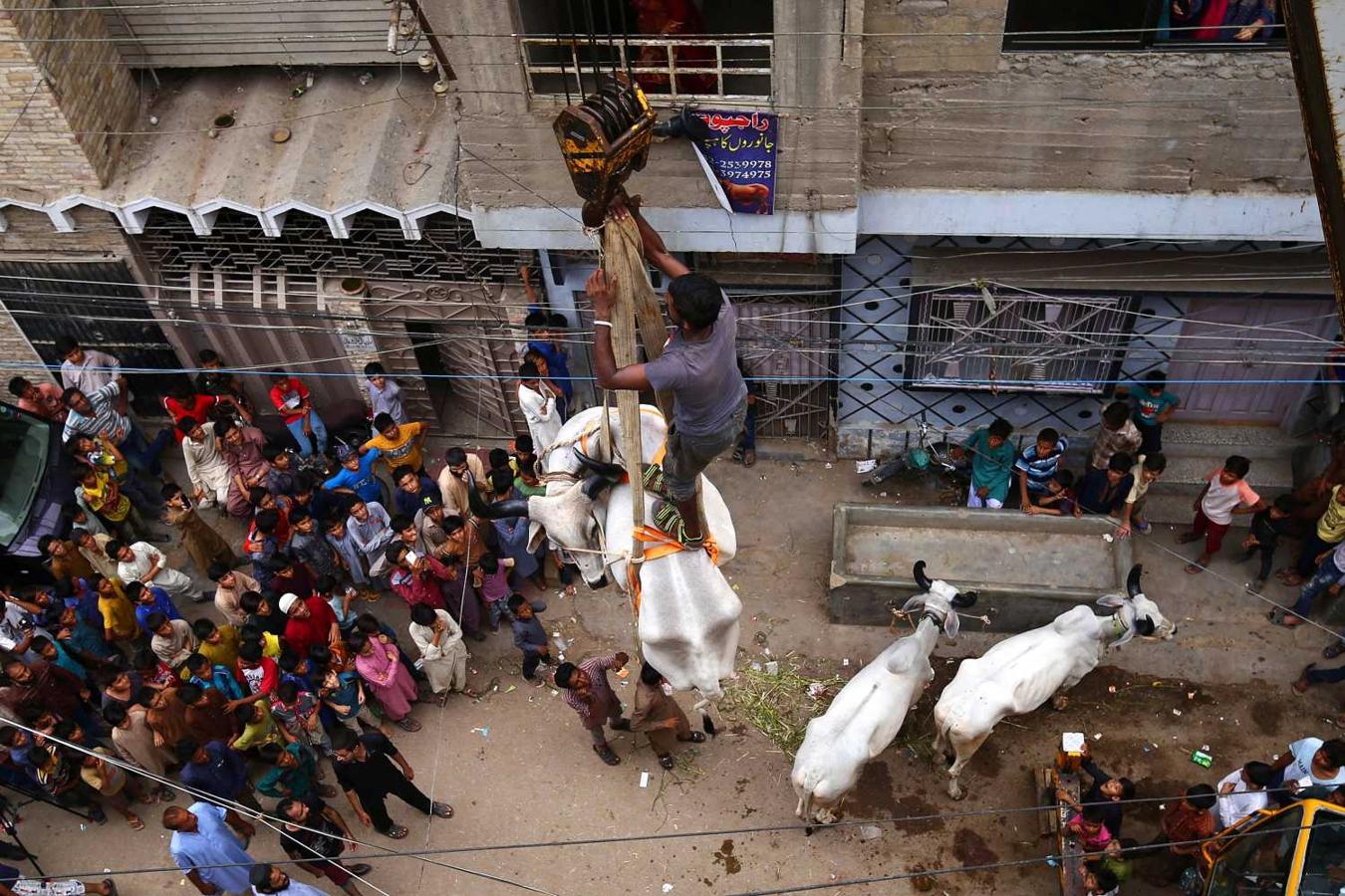 Celebración del Eid al-Adha, o Fiesta del Sacrificio en Karachi (Pakistán)