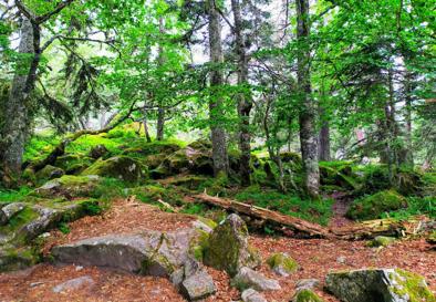 Imagen secundaria 1 - El camino hacia el lago transcurre por un bosque de impresionante belleza.