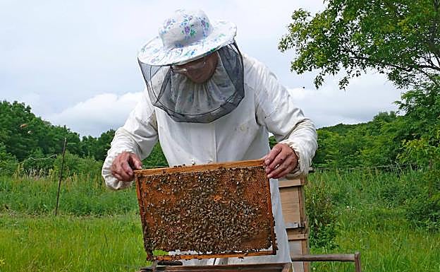 Un apicultor examina una colmena.