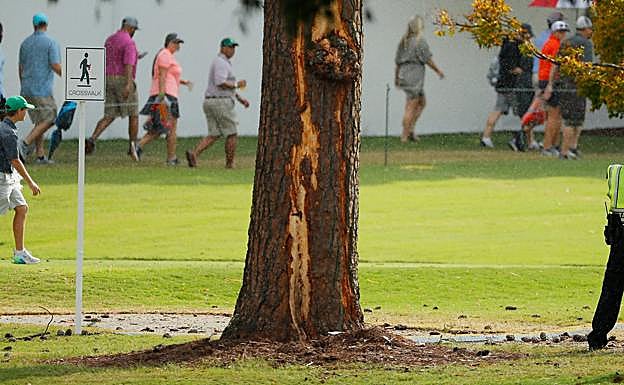 Árbol donde impactó el rayo.