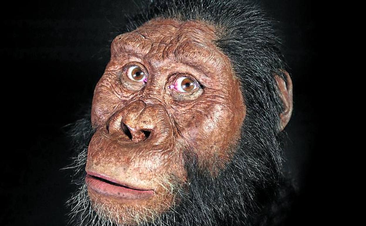 Recreación de 'Australopithecus anamensis'.