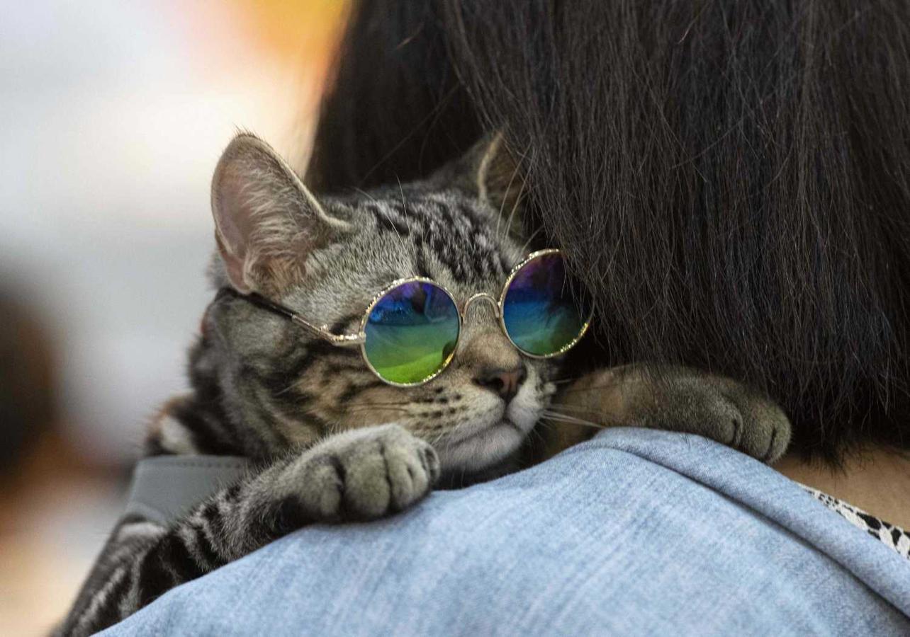 Un gato se apoya en el hombro de su dueño en el "Pet Expo Championship" en Bangkok 