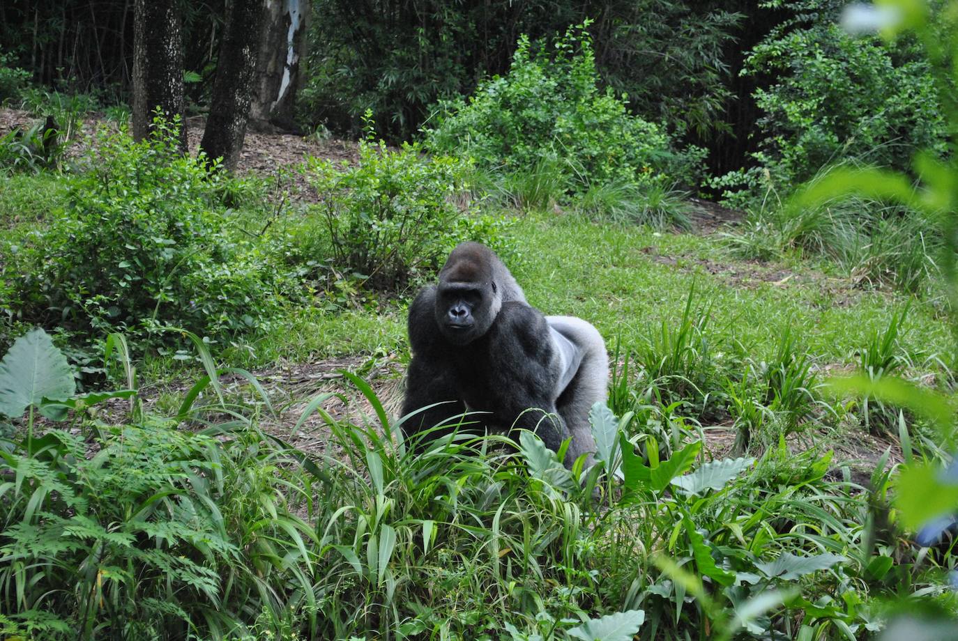 La cuenca del Congo | Se trata de la segunda selva tropical más extensa del planeta y su biodiversidad (con más de 10.000 especies de plantas y 400 tipos de mamíferos) podrían desaparecer para el 2040, según estima la ONU.