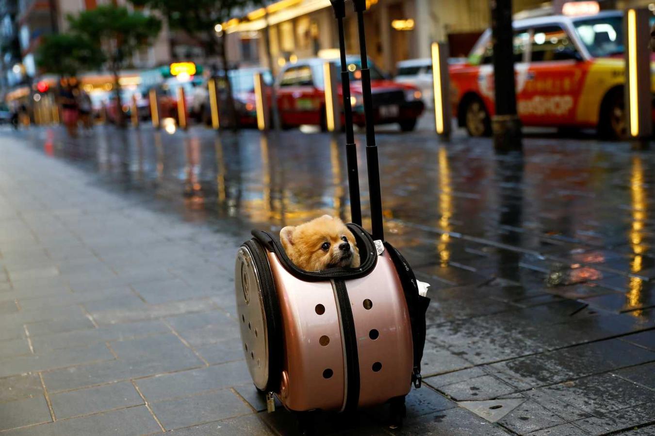 Un perro en un transportador de mascotas en Hong Kong