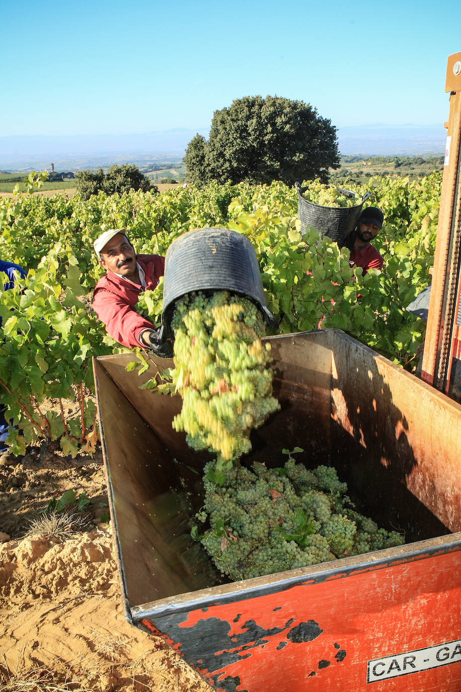 Fotos: Arranca la vendimia en Rioja Alavesa