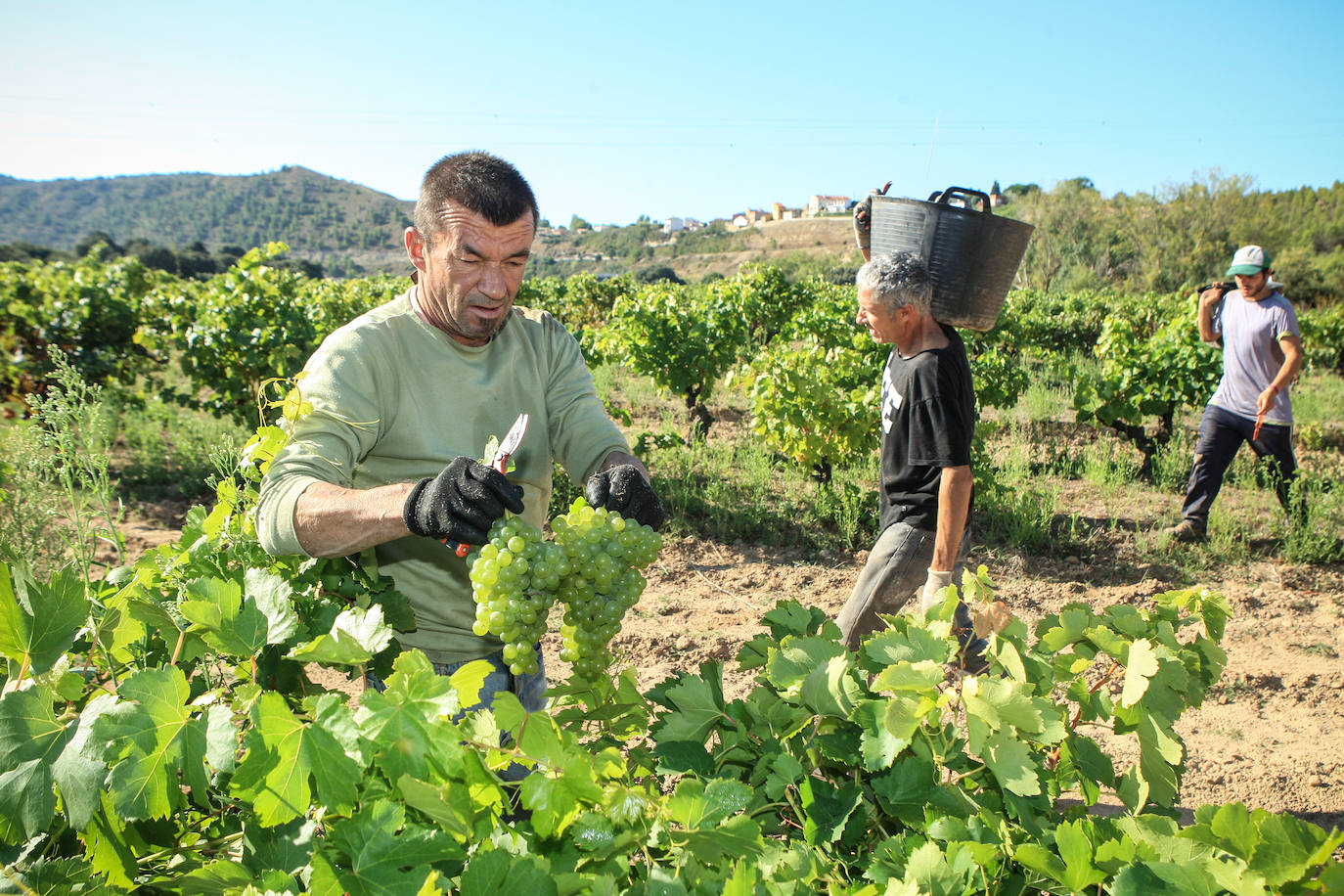 Fotos: Arranca la vendimia en Rioja Alavesa