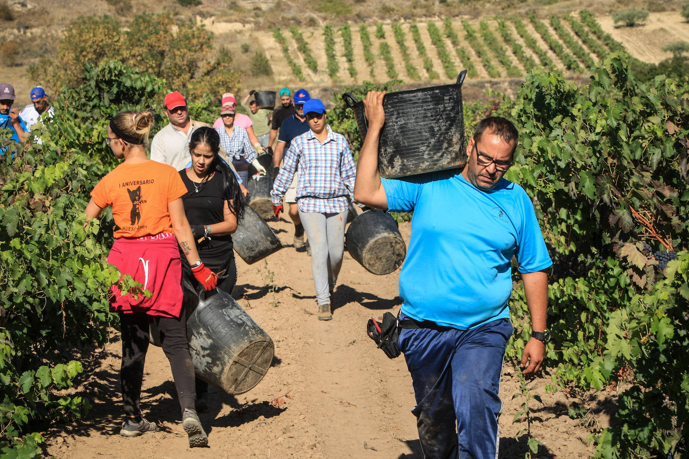 Fotos: Arranca la vendimia en Rioja Alavesa