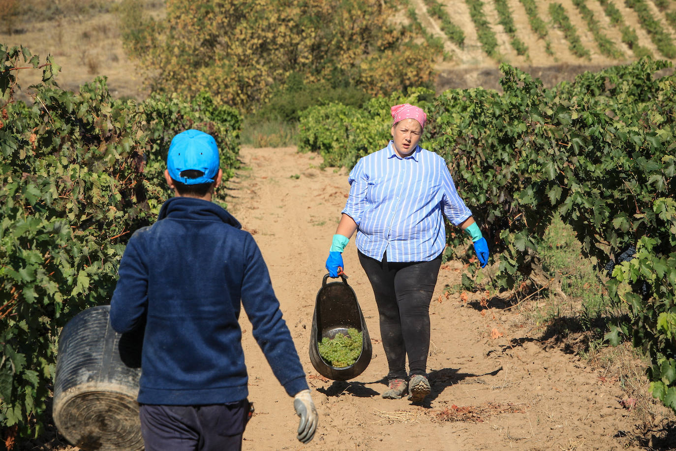 Fotos: Arranca la vendimia en Rioja Alavesa