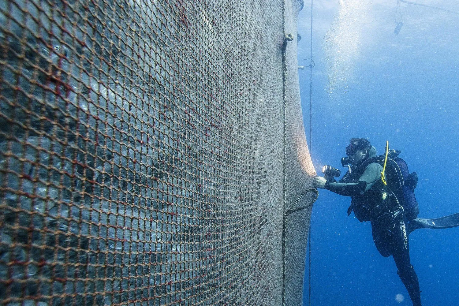 Un buzo revisa una enorme red que contiene cientos de peces en una granja acuícola frente a la costa de Ajaccio, Córcega