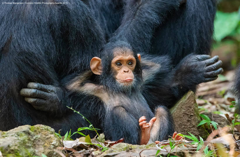 Un bebé chimpancé en el parque nacional Gombe Stream de Tanzania captado por Tom Mangelsen.