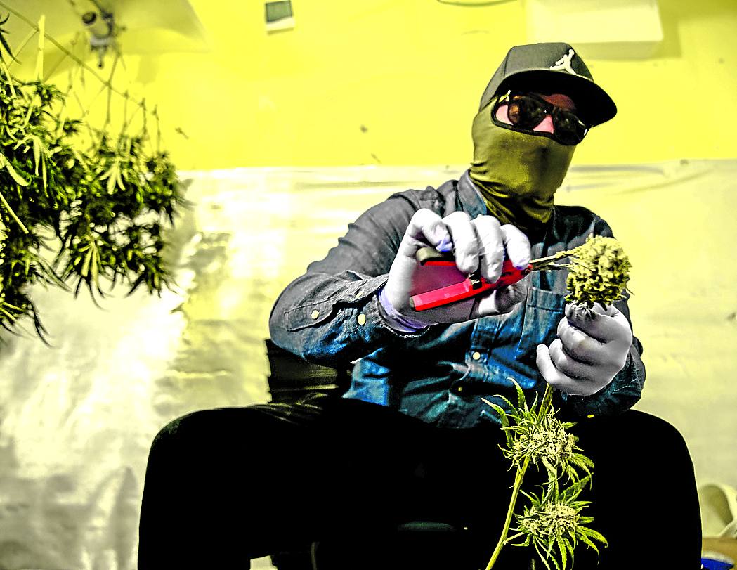 Cultivo artesanal. La marihuana que se cultiva en viviendas es un medio para obtener un sobresueldo. 