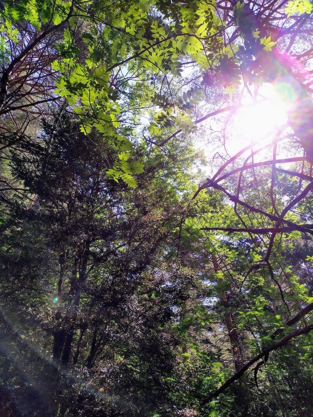 Los primeros metros transcurren por un bosque de pinos de gran belleza.