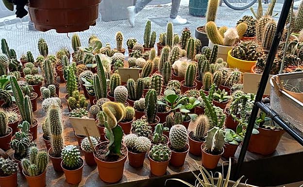 Locos por los cactus en Bilbao
