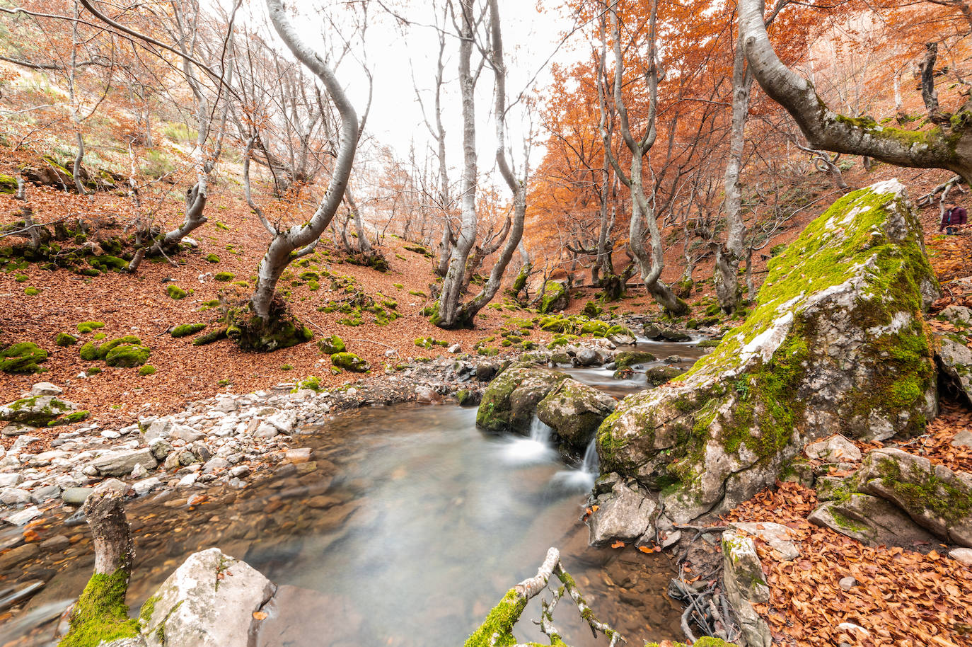 Faedo de Ciñera