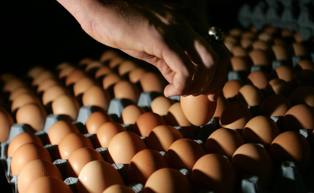 El Gobierno vasco retira 1.125 docenas de huevos asociados al brote de salmonelosis que ha afectado a 40 personas