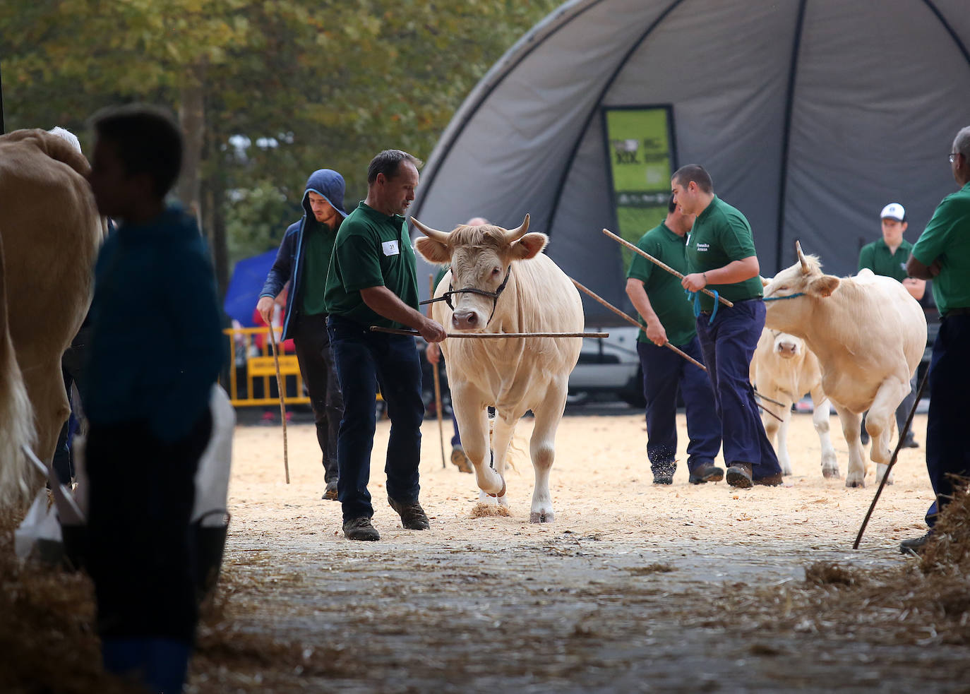 Fotos: Vacas de campeonato en Gernika