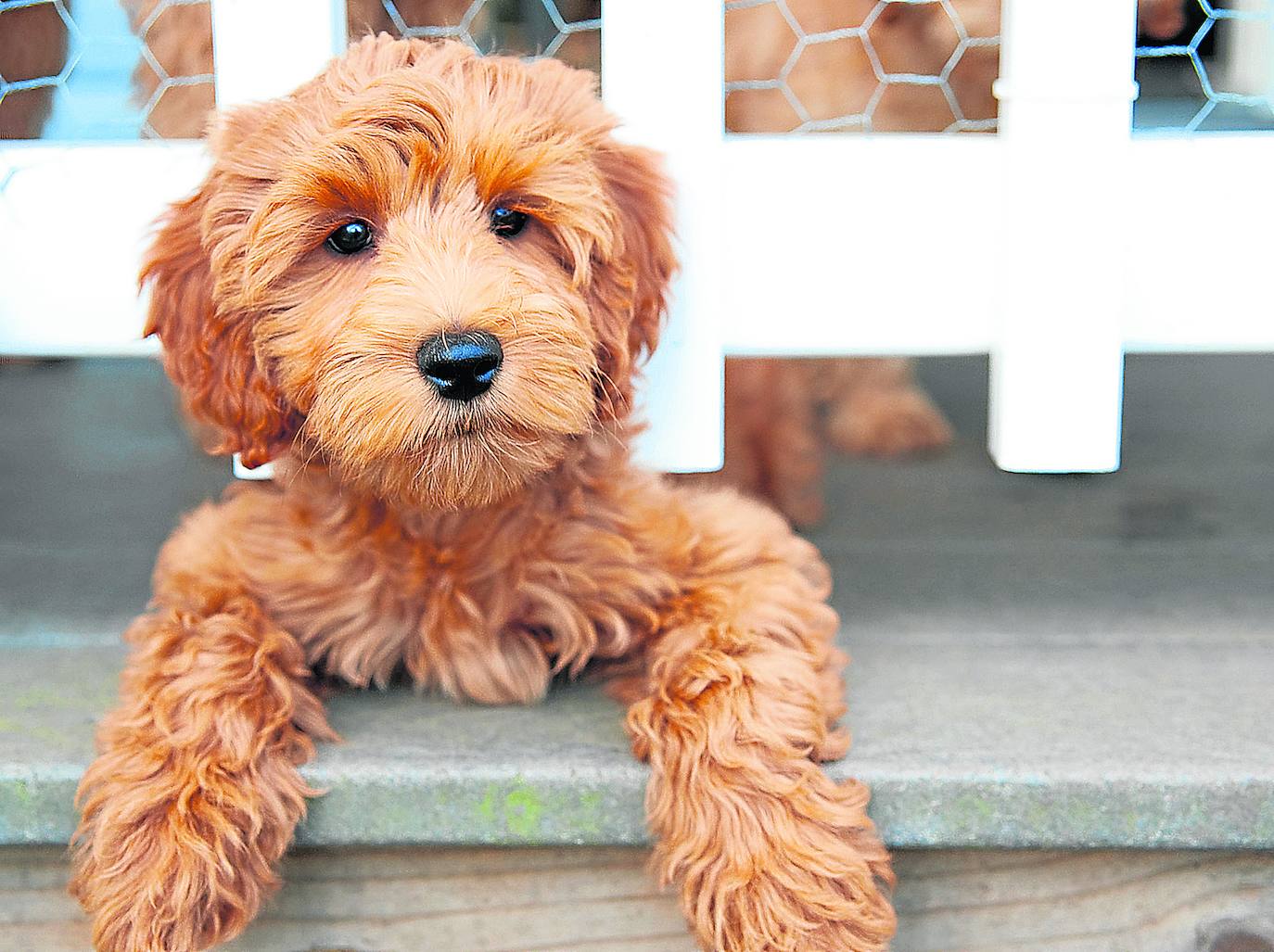Labradoodle | Esta irresistible mascota nació al combinar los ADN de un labrador retraiver y un poodle, el caniche tradicional. Su creador fue el australiano Wally Conron, hace ahora treinta años.