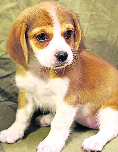 Peagle | La fusión entre el siempre combinable pequinés y el beagle da lugar a una adorable mascota de tamaño medio.