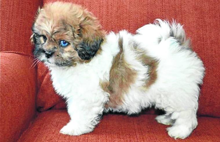 Peekapoo | Su herencia entre caniche y pequinés lo convierte en una de las razas consideradas raras. Gruñón pero sociable.