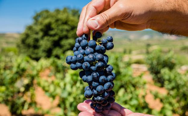 La uva, protagonista este fin de semana en Samaniego.