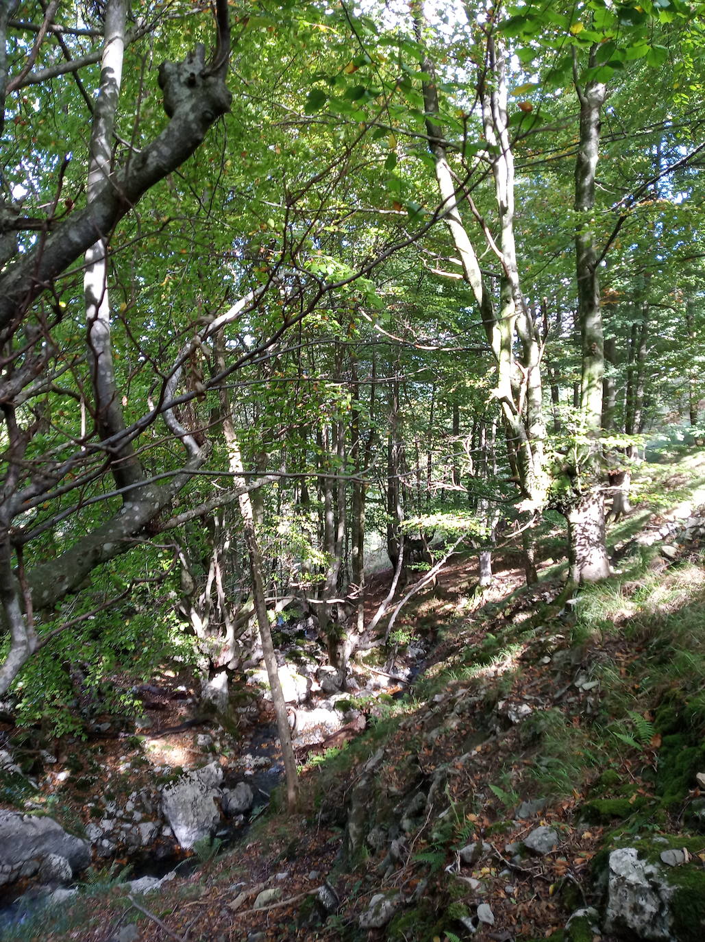 Fotos: Hayedo de Upo (cima: Upo)