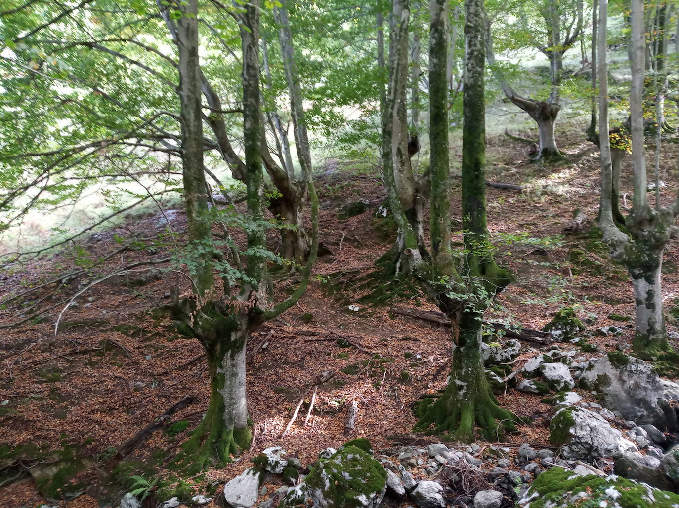 Fotos: Hayedo de Upo (cima: Upo)