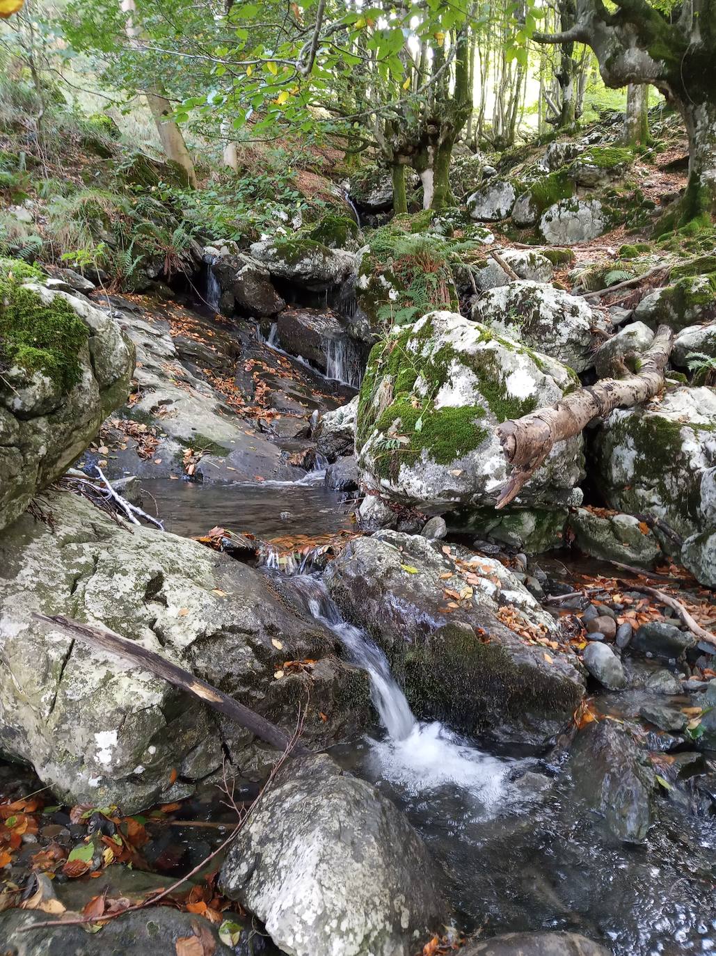 Fotos: Hayedo de Upo (cima: Upo)