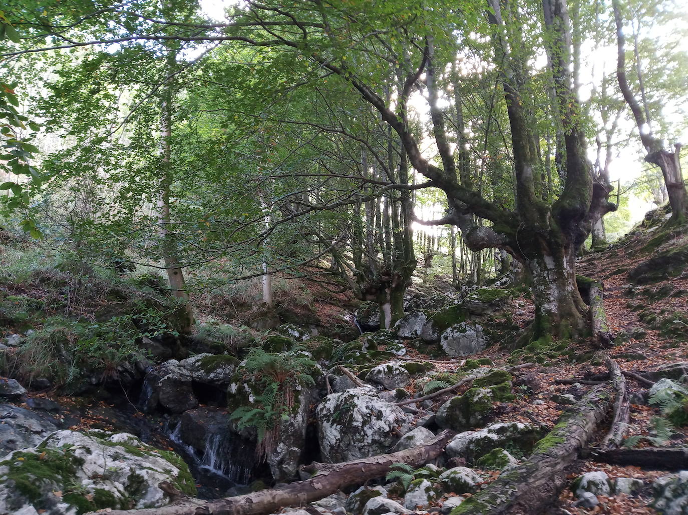 Fotos: Hayedo de Upo (cima: Upo)