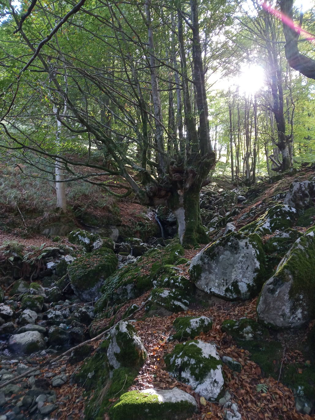 Fotos: Hayedo de Upo (cima: Upo)