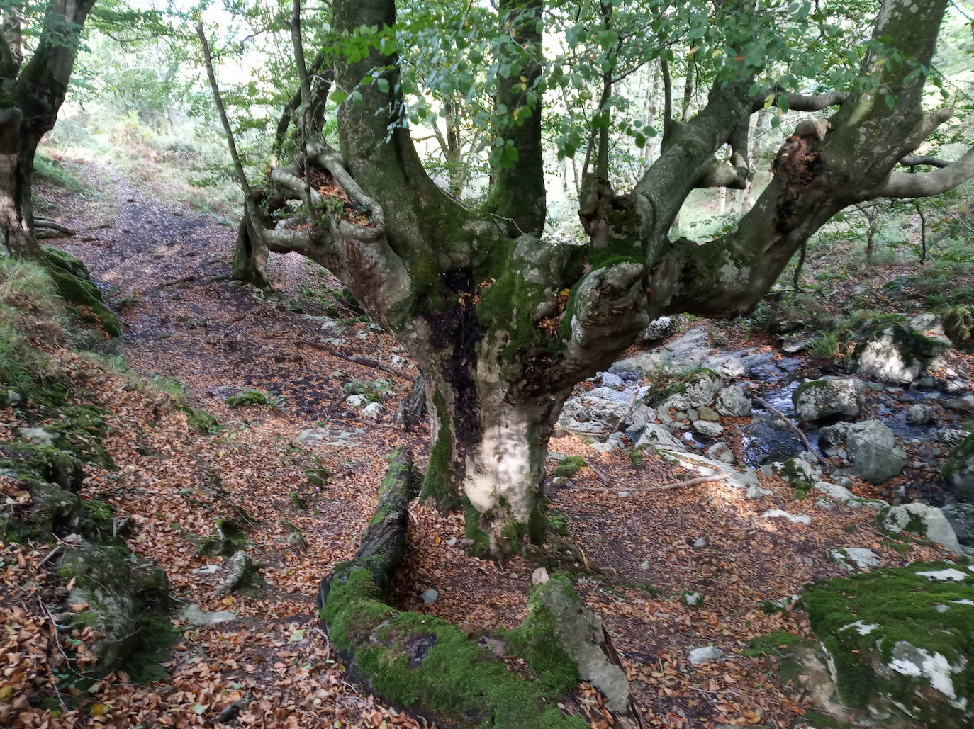 Fotos: Hayedo de Upo (cima: Upo)