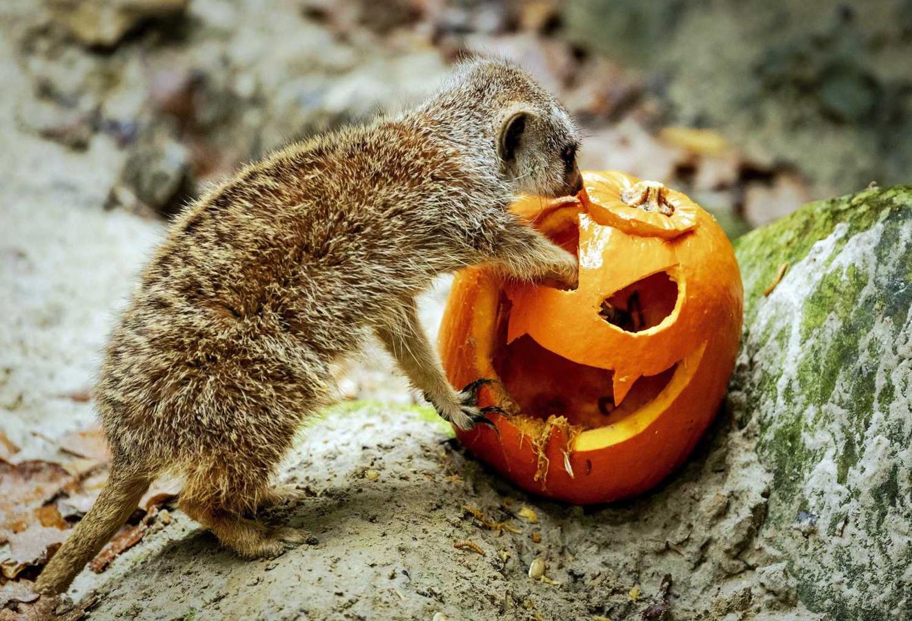 Un suricato celebra la festividad de Halloween con una calabaza, en el zoo de Amersfoort en Holanda