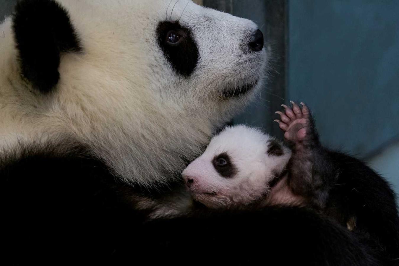 Foto del folleto para el Zoológico de Berlín, (Alemania