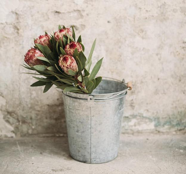 Proteas, elegantes protagonistas de la estación.