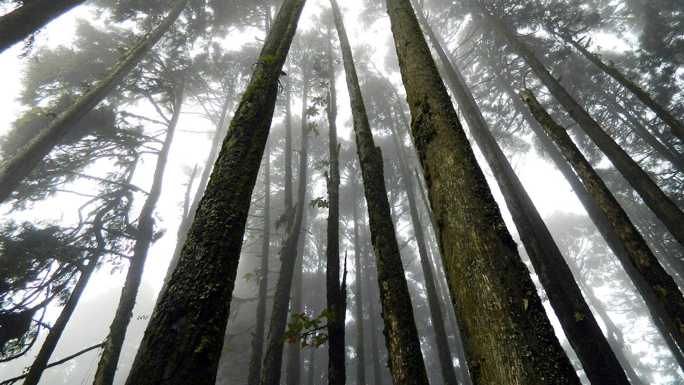 7. Bosque de los suicidios (Japón) | «Tu vida es un precioso regalo que te hicieron tus padres», y «por favor, consulte a la policía antes de decidirse a morir» son sólo algunos de los mensajes que se pueden leer en él con el objetivo de disuadir a la gente.