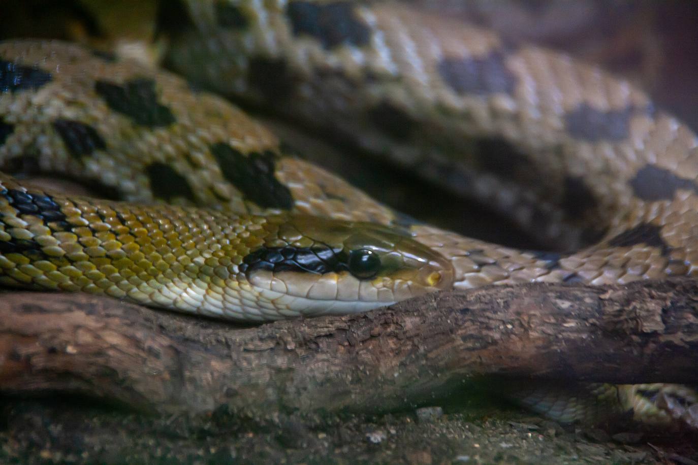 19. Queimada Grande o la isla de las serpientes (Brasil) | Las serpientes han reinado en el enclave, donde se calcula que hay entre 2.000 y 4.000 ejemplares. La falta de mamíferos en la isla ha obligado a estos reptiles a aprender a trepar por los árboles para alcanzar las aves migratorias que aquí reposan.