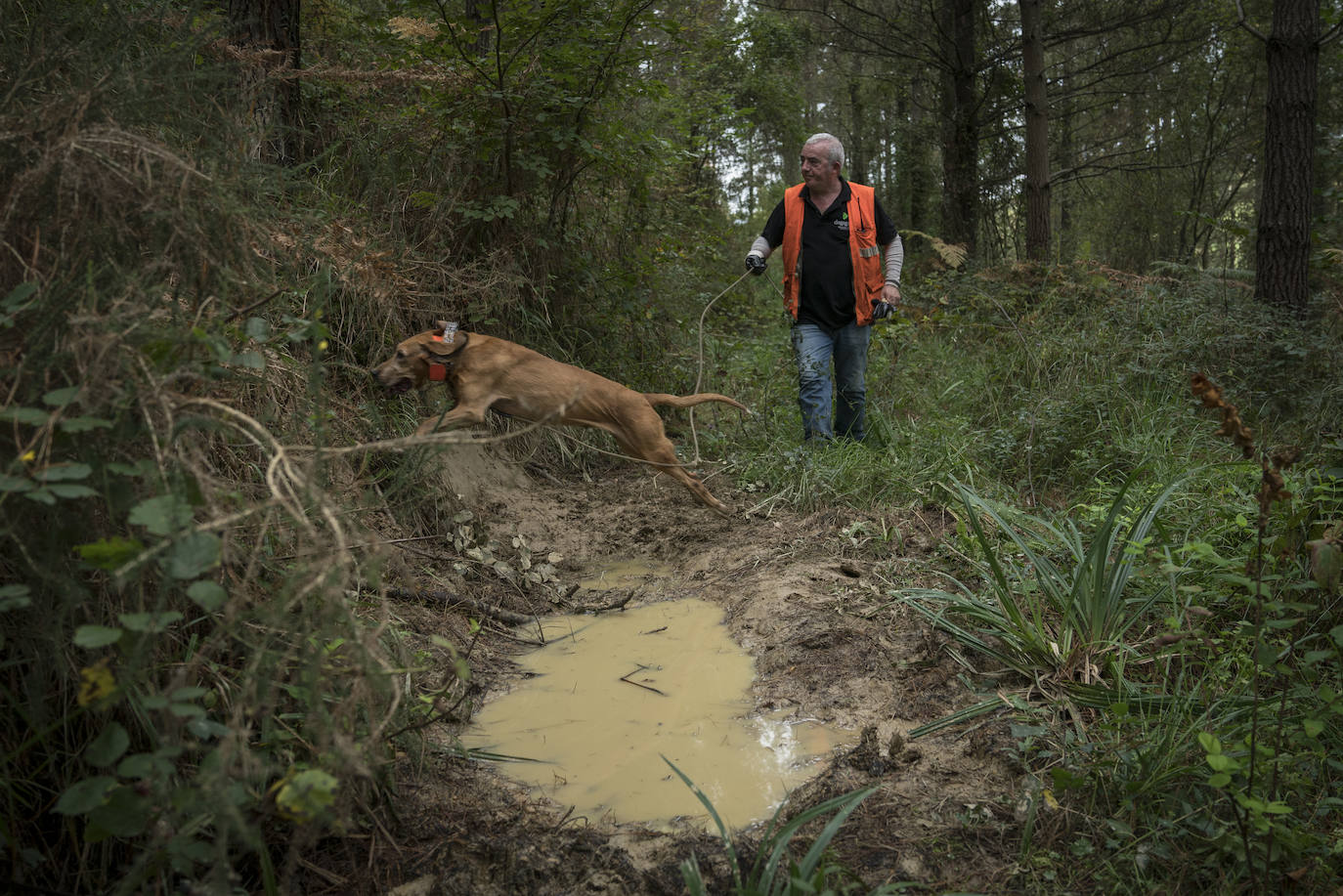 Batida de jabalís en la mancha de Larruskain-Kalamua organizada el pasado fin de semana. Una veintena de cazadores peinan con sus sabuesos los montes que rodean Berriz, Mallabia y Markina. El rastreo se prolonga durante horas por un terreno accidentado de argomas y helechos