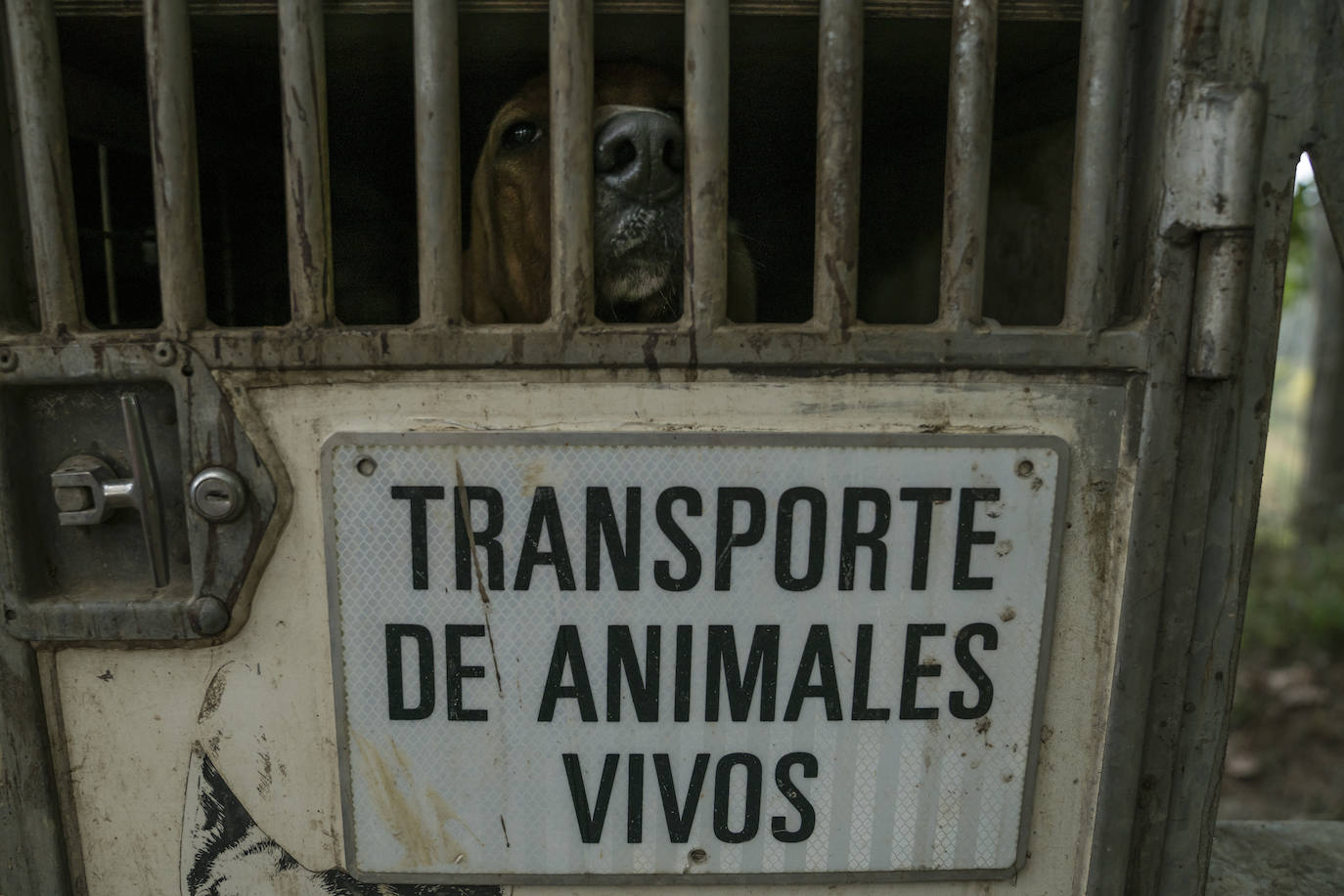 Batida de jabalís en la mancha de Larruskain-Kalamua organizada el pasado fin de semana. Una veintena de cazadores peinan con sus sabuesos los montes que rodean Berriz, Mallabia y Markina. El rastreo se prolonga durante horas por un terreno accidentado de argomas y helechos