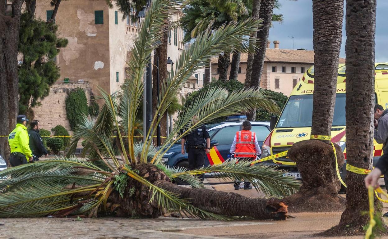 La palmera caída, junto a la Catedral de Mallorca