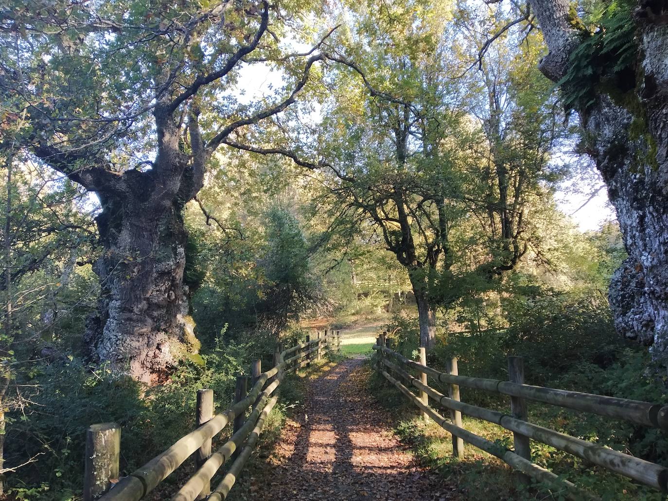Entrada al claro en la senda de los árboles centenarios