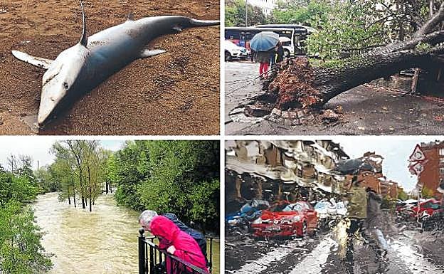 El cuerpo sin vida de una tintorera (tiburón azul) fue arrastrado por las fuertes corrientes hasta Ereaga. | Un árbol arrancado de cuajo por las rachas de viento en San Vicente, Barakaldo. | Dos vecinos observan preocupados el desbordamiento del Ibaizabal en Iurreta. | La lluvia castigó sobre todo a Amorebieta. 