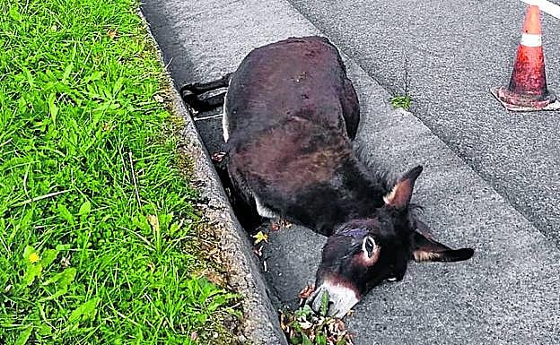 El burro que murió atropellado el pasado 30 de octubre.