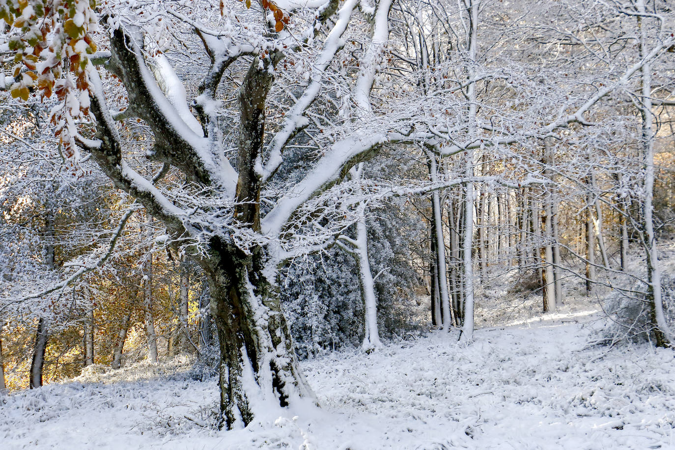 Fotos: Estampas que deja hoy la nieve en Herrera