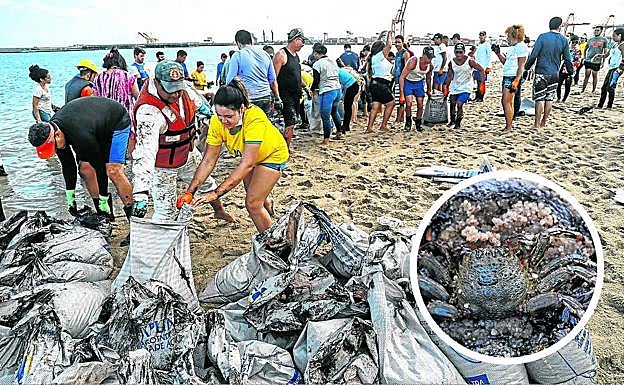 Voluntarios. Cientos de personas limpian el crudo, que ha afectado a la flora y fauna, como el crustaceo de la foto. 